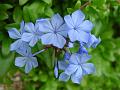 2007-1028_1340_14,7_C_Plumbago
